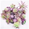 Woohome NA Woohome - 25 piante grasse artificiali, colore viola, non in vaso, assortite in diversi tipi, per compleanno, casa, parete, giardino, fai da te
