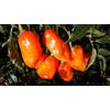 Assopepper di Massimo Utro 50 SEMI DI PEPERONCINO HABANERO ORANGE + GUIDA CAPSICUM CHINENSE 300.000 SHU