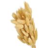 PATIKIL 15.7in Coda di Coniglio Fiori Secchi, 80pz Decorazione Erba Pampas Coda di Coniglio Erba Pampas Naturale Bulk Fluffy Faux Erba Pampas Essiccata per Boho Tavolo Matrimonio, Beige
