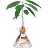 Avocado Flask - Vaso in Vetro per Semi Di Avocado - Kit per La Coltivazione Di P