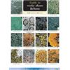 Frank Dobson Guide to Rocky Shore Lichens (Poster)