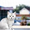Rete Gatti, 4X3M Rete per Balcone Esterno, Rete anti Piccioni, Con Rete Rinforza