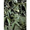 Herboplanet MSA JUGLANS REGIA 50 ML