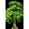 Herboplanet MSA ACER CAMPESTRE 50 ML