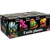 NICE 78040 MATTONCINI EXOTIC PLANTS