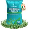 LERAVA Dicondra semi (300m²) - Non richiede taglio - Estrema resistenza alla siccità - semi dicondra per prato ideali per zone soleggiate e ombreggiate - dichondra repens sempre perfetto - 3kg