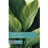 Santelli Fiorirà l'aspidistra