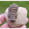 Trilobite - Crotalocephalina (Crotalocephalus) Gibbus - Devoniano - Marocco
