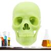 Generico Human Skull Model, Life Size Skull, Anatomical Skull Model, Detachable | Skull Model, Human Head Model, Realistic Skull Anatomy, 15-part Skull Model, Skull Learning Tool, Anatomical Head Model, Educ