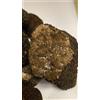 TARTUFO ESTIVO FRESCO 500g 🍄 "I TARTUFI DEL POLLINO®" 🔥 LOTTO SELEZIONATO MIX