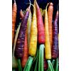 acquaverde Carota Rainbow F1 Mix Semi Carote Colorate Rossa Viola Giallo Bianca