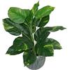 Leaf Design UK - Pianta artificiale realistica di grandi dimensioni, con edera di diavoli in vaso, 60 cm, edera dei diavoli, 60 cm, AZ-FOLIAGE