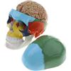 Scheletro Di Cranio Testa Umana Colorato 1: 1 Con Kit Modello Di Tronco