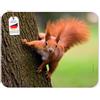 Edition Colibri Tappetino per mouse, design 22: scoiattolo sull'albero, in caucciù resistente con base high-tack