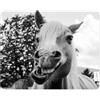 younikat Mousepad divertente con cavallo I 24 x 19 cm I mousepad in formato standard I stampa di qualità su caucciù cellulare I antiscivolo, impermeabile e facile da pulire I per notebook PC I dv1267