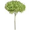 Zelda Bomboniere Ortensia Annabelle Pz 1 Essiccata Naturale Decorazioni Composizione Floreale (Verde Mela)