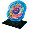 YXHXWKJ Biology Animal Cells Organ Anatomical Model, Animal and Plant Assembly and Medical Lessons Cell Model Teaching