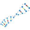 PHENOFICE Doppia Spirale Dna Educativo con Componenti Dettagliati per Apprendimento Biologia Chimica e Scienze Strumento Didattico per Studenti e Insegnanti Modellino Costruibile per