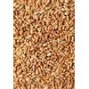Generico Grano Duro in Chicchi 5 Kg - Origine Sicilia - Coltivazione Propria - Essiccatura Naturale - Pulito e Selezionato a Mano