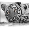 Pixxprint Rilassato Tigre Stampa su Tela 80x60 cm Artistica murale