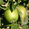 Vivai Decandia Giovanni PIANTA DA FRUTTO MELO GRANNY SMITH in vaso 20 età 2/3 anni (foto reali)