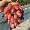 VJIDOSO Mix di uva da vino, uva resistente al freddo, decorazione da giardino, uva da tavola, resistente perenne, ampia applicazione, fruttata, profumata. - 3 pezzi - D