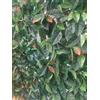 Papillon Siepe Artificiale PHOTINIA 100x100cm Effetto Realistico