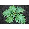 Portal Cool 200 semi di Solanum torvum Chrysotrichum Per Melanzana Albero