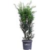 eGarden.store Pianta di Tasso Hicksii Pianta di Taxus Media Hicksii pianta da esterno pianta ornamentale di Tasso pianta conifera pianta vera di Taxus venduta da eGarden.store (Vaso 19 cm)