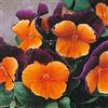 Generic Arancione Viola Viola del pensiero invernale Viola Wittrockiana 50 Biennali Viola del pensiero Graines : Graines