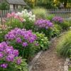 Bloomique - Set di 6 - Phlox 'Laura' - Phlox - Resistente - Perenne - Fioritura viola-rosa - Altezza 10-20 cm - Vaso 9 cm