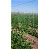 plastic Sud Rete di PLASTIC SUD 100 metri per ortaggi rampicanti lunghezza - 1,7 metri altezza - agricoltura orto piselli pomodori fagioli fagiolini cetrioli peperoni