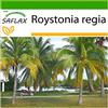 SAFLAX - Palma reale cubana - 8 semi - Con substrato - Roystonia regia