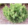 Generic Portal Cool 25 Mugo pino mugo arbusto sempreverde Pinus pumilio Seeds + Gift & Comb S/H