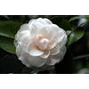 Generico Pianta di Camelia Japonica, cespuglio fiorito sempreverde, pianta in vaso 16cm (Bianco)