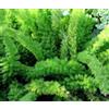 Generic ASPARAGI FELCE CODA DI VOLPE Asparagus densiflorus meyeri - 60 Semi-Vrac