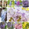 Generic Semi di glicine - decorazione da giardino per esterni autunnali resistenti regali per gli amanti del giardino vecchie varietà di glicine resistente, luoghi 70pcs