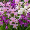 DUTCH BULBS EXCLUSIVE PLANTS FROM HOLLAN Piante Vere da Esterno - 5 Collezione Bletilla Mix - Resistenti & Perenni - Piante e Fiori Esclusivi dall'Olanda - per giardino, vasi e balcone (non semi, non artificiali)
