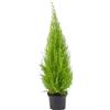 Vivaio Garden Forest, Cupressus Goldcrest - Cipresso giallo limone sempreverde a portamento conico stretto, Profumo di cedro in estate, Ideale per siepi bordure e vaso