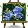 EURO PLANTS VIVAI Plumbago Auriculata Celeste Piramide Pianta Rampicante Altezza 105 cm su Vaso 22 (Piramide 3 Canne)