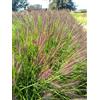 GRDplanten 6 x Pennisetum alop. 'Black Beauty' - Penniseto nero - vaso 9x9 cm