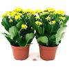 POWERS TO FLOWERS - KALANCHOE CALANDIVA GIALLA, 2 PIANTE, Vaso 12cm, piante vere