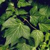 Vivaio di Castelletto Edera comune Hedera helix pianta in vaso ø20 cm h. 2 metri circa FOTO REALI Vivaio di Castelletto