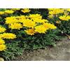 SVI 50 Semi di Gazania Mini Stella Giallo Gazania Semi Garden Nursery Starts
