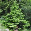le Georgiche Vivai le Georgiche - Pianta vera di Abies nordmanniana Abete del Caucaso, Abete di Nordmann - vaso Ø 24 cm - altezza alla vendita 30-40 cm