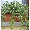 le Georgiche Plectranthus coleoidesVariegatus [Vaso Ø14cm]