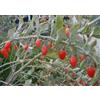 Vivaio di Castelletto Lycium barbarum Bacche di Goji pianta in vaso ø11 Vivaio di Castelletto
