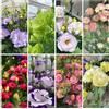Generic semi di lisianthus Decorazione da giardino per esterno, balcone di lisianthus da giardino, d'appartamento decorativi, 85pcs