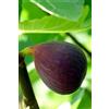eGarden.store - Pianta vera di Fico o Fioreone o Ficus Carica diverse varietà 2 anni - Albero da frutta commestibile da coltivare in giardino o in vaso (San Mango)