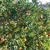 Generic semi di arancio da balcone resistenti Agrumi reticolati, giardino sono resistenti di antiche varietà 150pcs